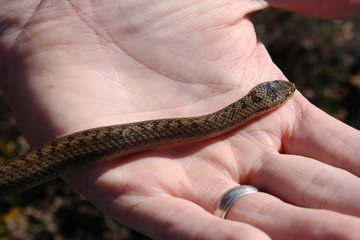 Snake on hand