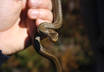 Held snake