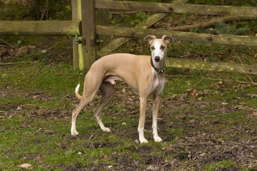 Whippet profile 2