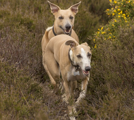 Running whippets
