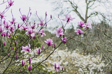 Spring magnolias, tree and flowers, in Cornwall, UK.
