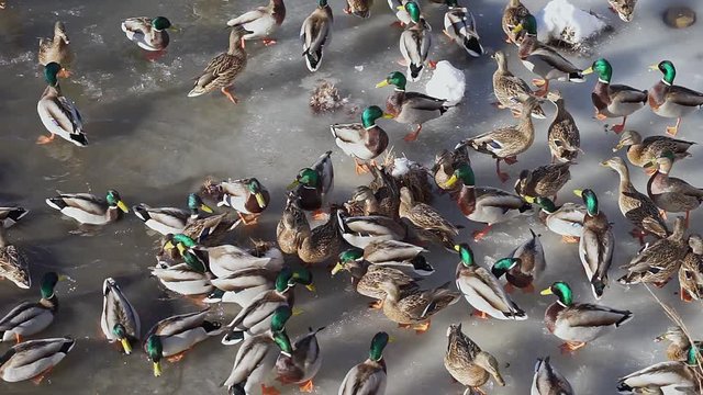 A lot of wild ducks and drake feed and walk on the ice and swim in the water in the spring. The day shot is a top view from the side