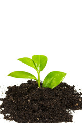 Young plant sprout with leaves in the ground on a white background is isolated close-up