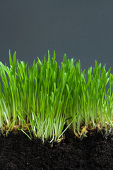 young sprouts of wheat on a tray on a light wooden background in rustic style with copy space close-up