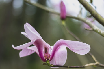 Spring magnolias, tree and flowers, in Cornwall, UK.