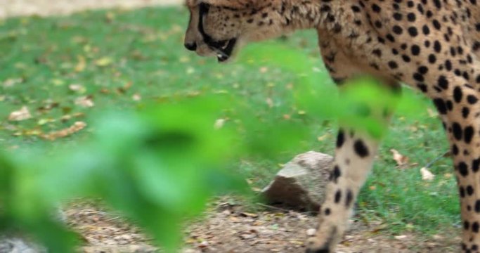Cheetah walks away hiding in bushes. Beautiful leopard with spotted skin texture