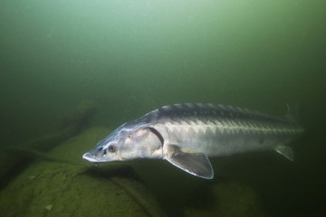 Freshwater fish Russian sturgeon, acipenser gueldenstaedti in the beautiful clean river. Underwater photography of swimming sturgeon in the nature. Wild life animal. River habitat, nice background.