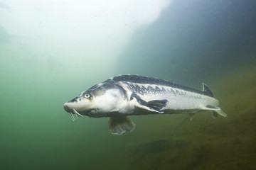 Freshwater fish Russian sturgeon, acipenser gueldenstaedti in the beautiful clean river. Underwater photography of swimming sturgeon in the nature. Wild life animal. River habitat, nice background.