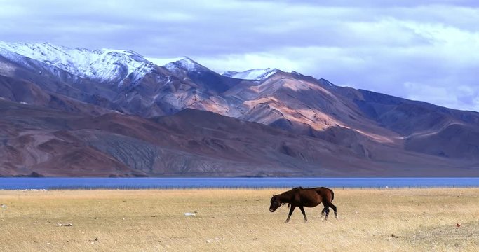 Ladakh Tso Moriri lake in Himalaya, northern India beautiful nature landscape