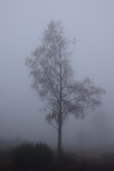lonely tree in the Hohes Venn 