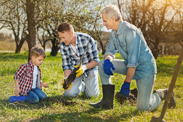 Family tights. Positive littl boy and his father and grandfather planting the tree in the garden while spending time together