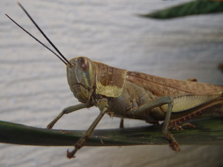 Close up of a brown grasshopper