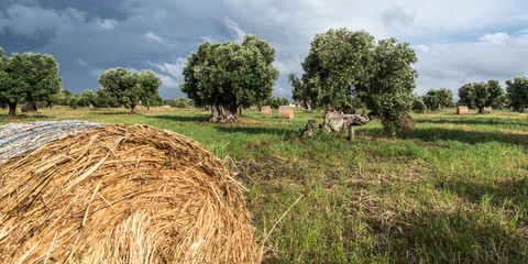 Foraggio Pugliese
