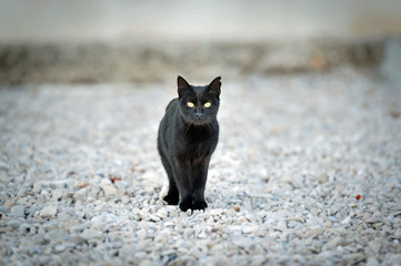 kleiner schwarzer kater