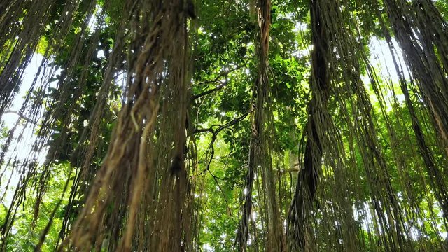 Green leaves of tropcial jungle canopy inside forest camera view. Wilderness and lush vegetation in asian rain forest