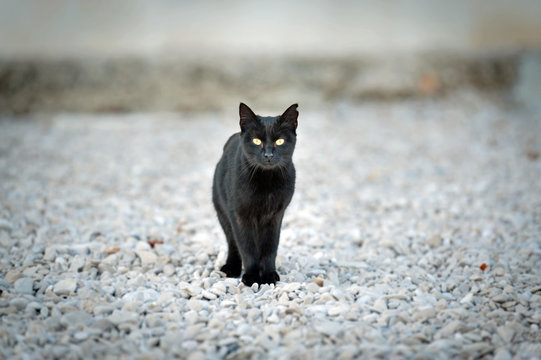 kleiner schwarzer kater