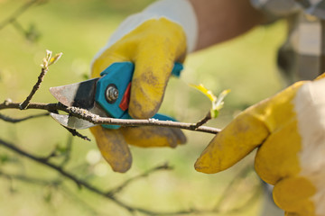 Manual work. Close up of a pruner in hands of a pleasant man pruning a tree and being involved in gardening