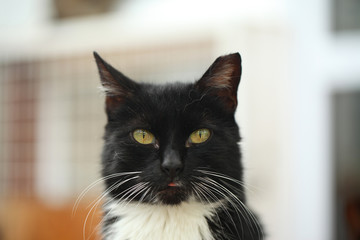 Obraz premium cute black and white cat with golden eyes and white long whiskers portrait