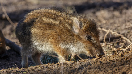 Young Wild Boar