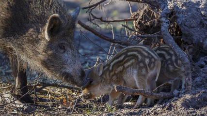Young Wild Boar