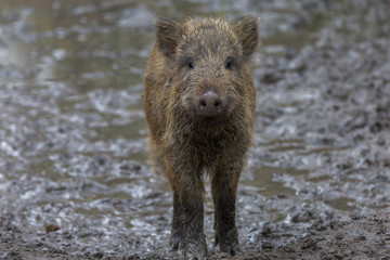 Young Wild Boar