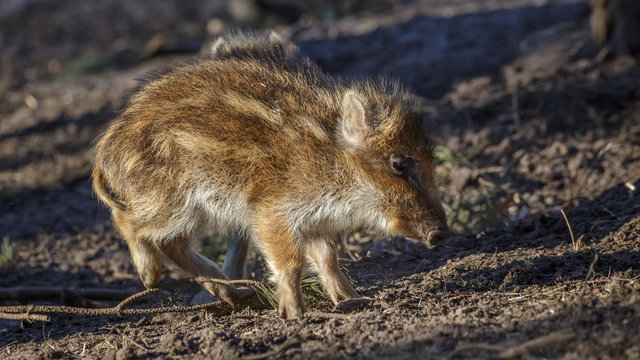 Young Wild Boar