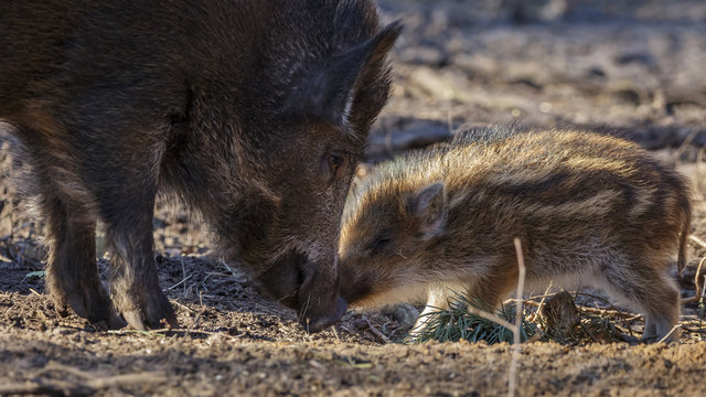 Young Wild Boar