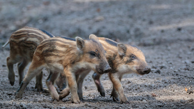 Young Wild Boar