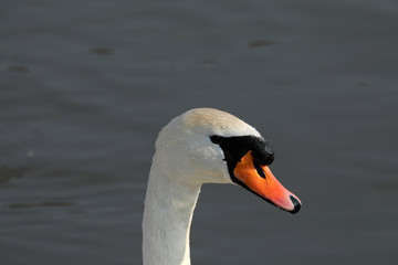 Obraz premium Schwan Portrait