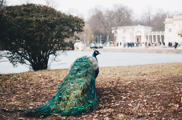 Obraz premium Peacock in Lazienki or Royal Baths park in Warsaw in Poland
