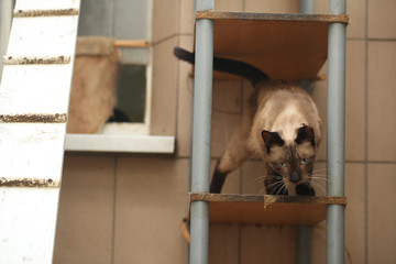 siamese cat jumps of a wooden shelf