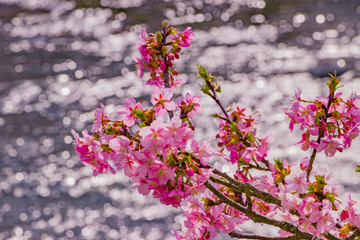 美しい河津桜のある風景