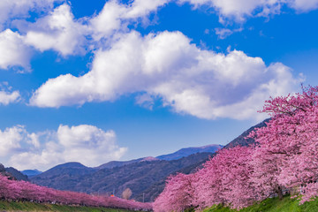 美しい河津桜のある風景