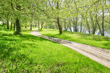 bright summer forest with sunlight at sunny day, beautiful landscape, green grass and trees