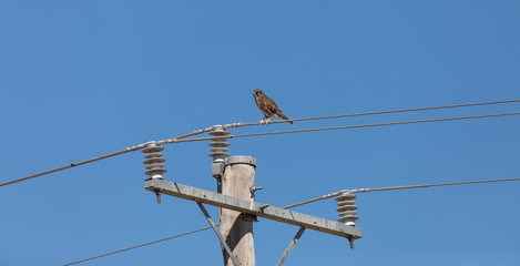 Brown falcon on an electric pole waiting for a prey. 