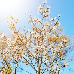flowers on spring blossoming tree