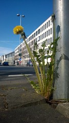 L&ouml;wenzahn in der Stadt