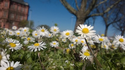 G&auml;nsebl&uuml;mchen