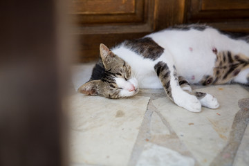 Beautiful cat on the street