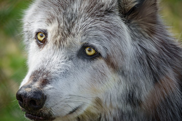 Canadian wolf head behind fence