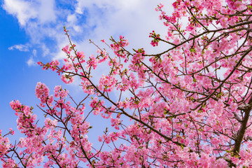 美しい河津桜のある風景