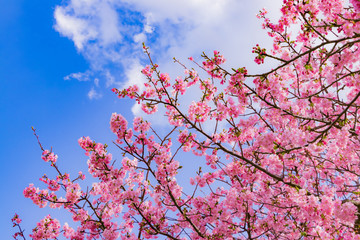 美しい河津桜のある風景