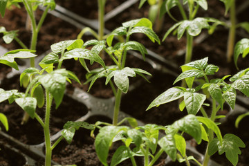 Young tomato seedlings growth in pots