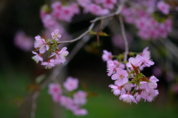 Selective focus of pink cherry blossom with blurry background.