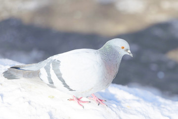 pigeon in the snow