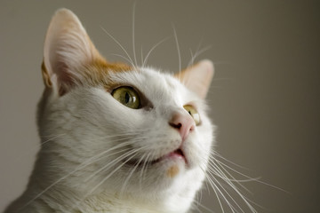 White and yellow cat , side view, place for text.