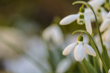 snowdrops close up in a garden, Spring is coming.