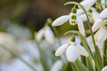 Obraz premium snowdrops close up in a garden, Spring is coming.