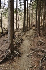 Obraz premium 丹沢 杉林の山道