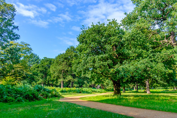 Path in a English park in summer